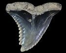 Hemipristis Shark Tooth Fossil - Virginia #71118-1